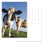 A6, Rückseite mit Postkartenaufdruck